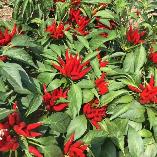 遍地红簇生朝天椒辣椒种子