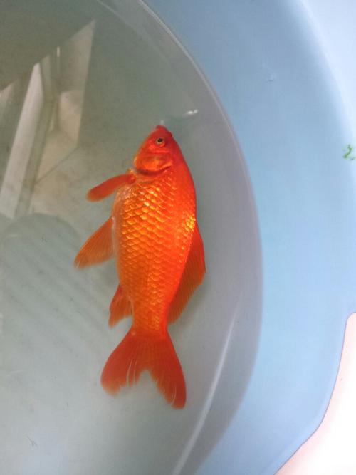 鱼缸里的金鱼都死了怎么回事?