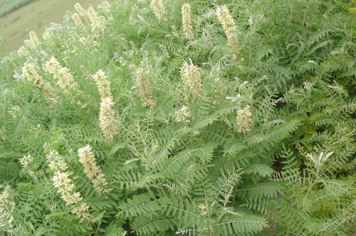 苦豆子是什么东西?谁有照片