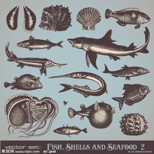 手绘素描海洋生物图片