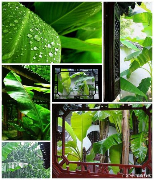 诗一首:雨打芭蕉