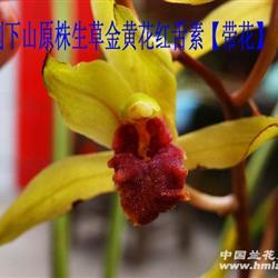 刚下山一天原株蕙兰金黄花红舌素【带花】