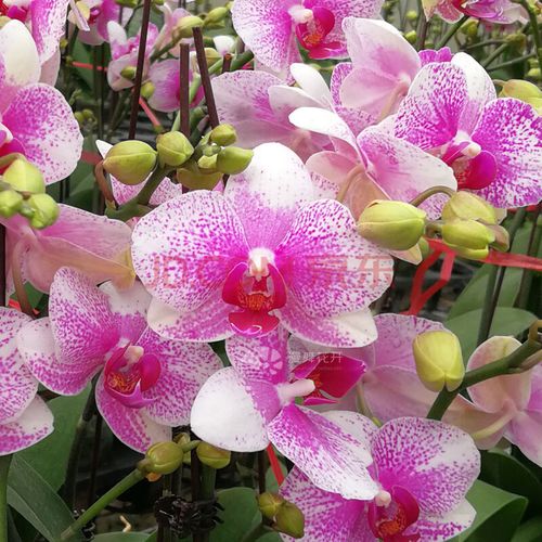 佛山基地2.8寸杯带花剑蝴蝶兰花苗中苗办公室兰花部分