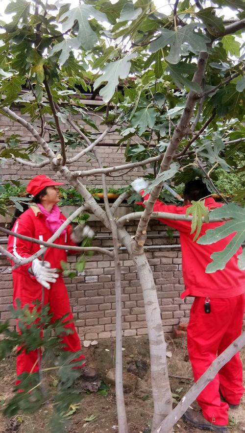 修剪无花果树!