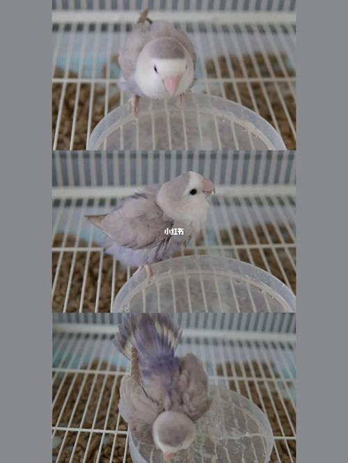 鹦鹉_牡丹_上海攻略_帽子_牡丹鹦鹉_宠物_宠物其他