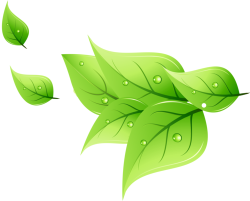 绿色叶子图片