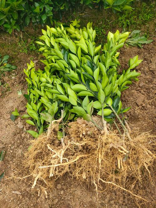 [纽荷尔脐橙批发] 正宗纽荷尔橙子树苗.苗龄1.5年,高.