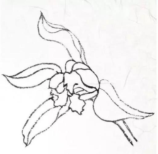 兰花  