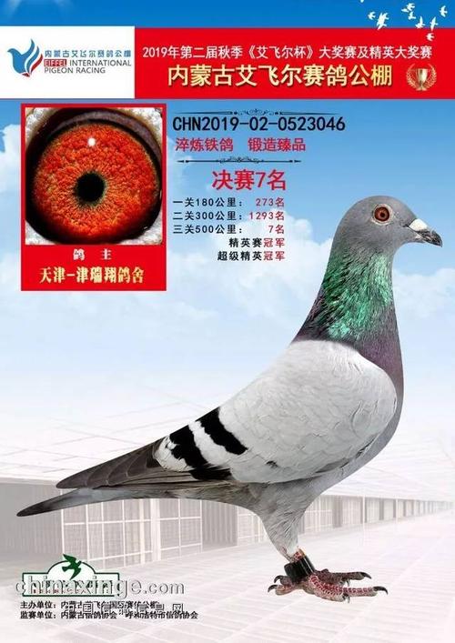 【资讯】内蒙古艾飞尔赛鸽公棚,决赛前10名获奖鸽欣赏