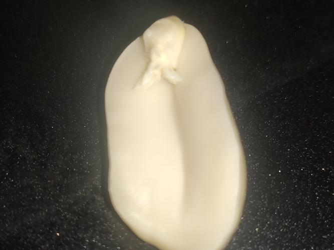 这是花生的内部结构,通过实验得知花生是双子叶植,根据书本一一辨认