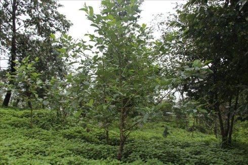 新闻动态 资讯中心 资讯中心  2010年人工定植的桤木(旱冬瓜),如今树