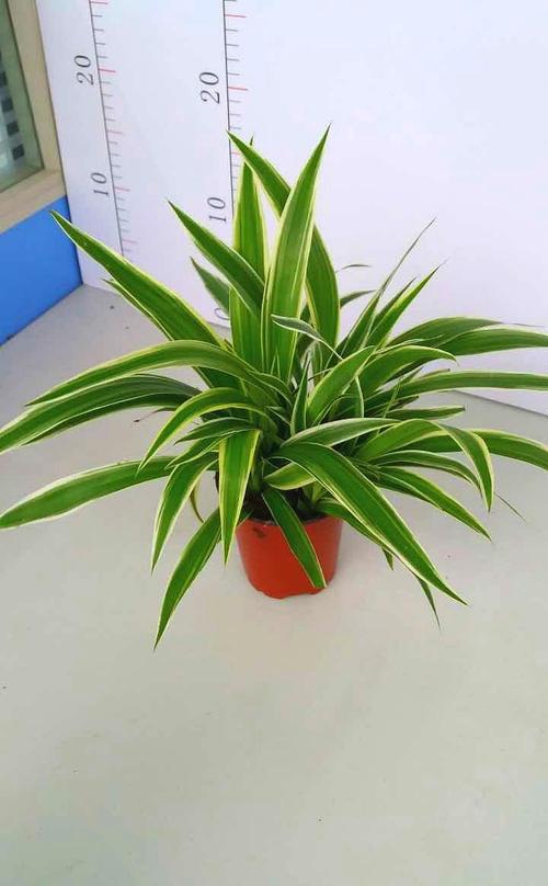 【基地直供】室内吸甲醛植物盆景小盆栽花卉 金边吊兰