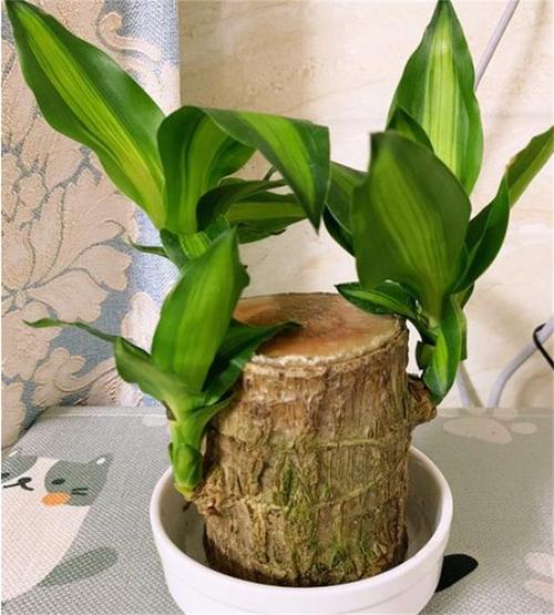 通常现在大家养巴西木都会采用水培的方式来养护,这样不仅干净,而且