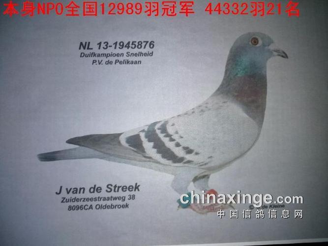 千公里亚军血统大揭秘金龙鸽业 柏乡鸽会