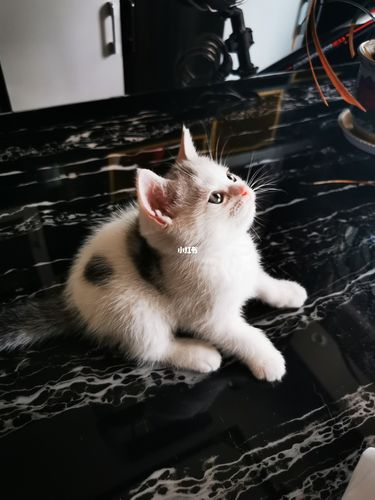 美短高白_美短_铲屎官_宠物_猫