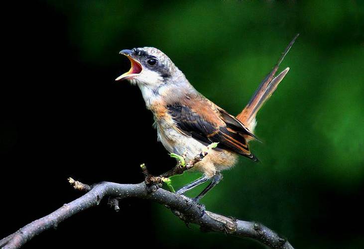 全世界最美鸟(伴音乐鸟鸣青蛙叫)