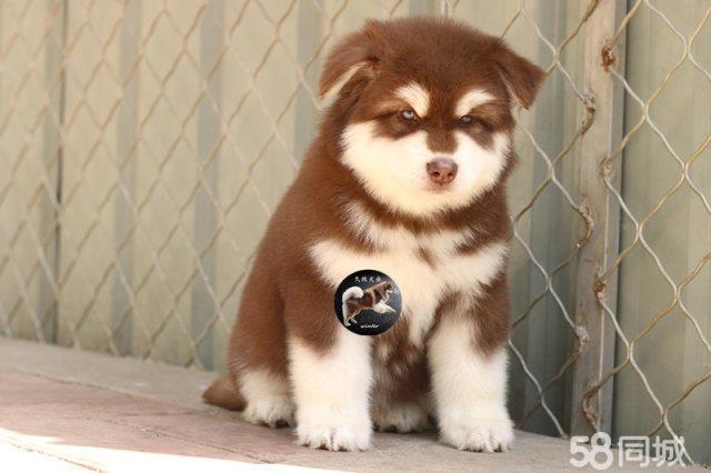 熊版阿拉斯加雪橇犬,正规犬舍《久牧犬业》