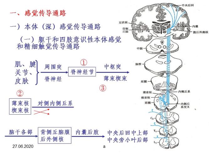 神经传导通路.ppt