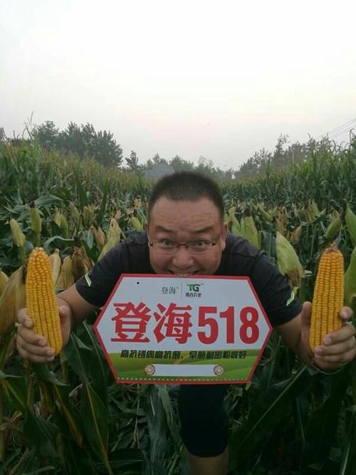 登海超级玉米518,棵矮密植顶瓜瓜