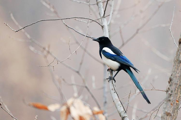 【喜鹊摄影图片】生活摄影_老 壬摄影_太平洋电脑网