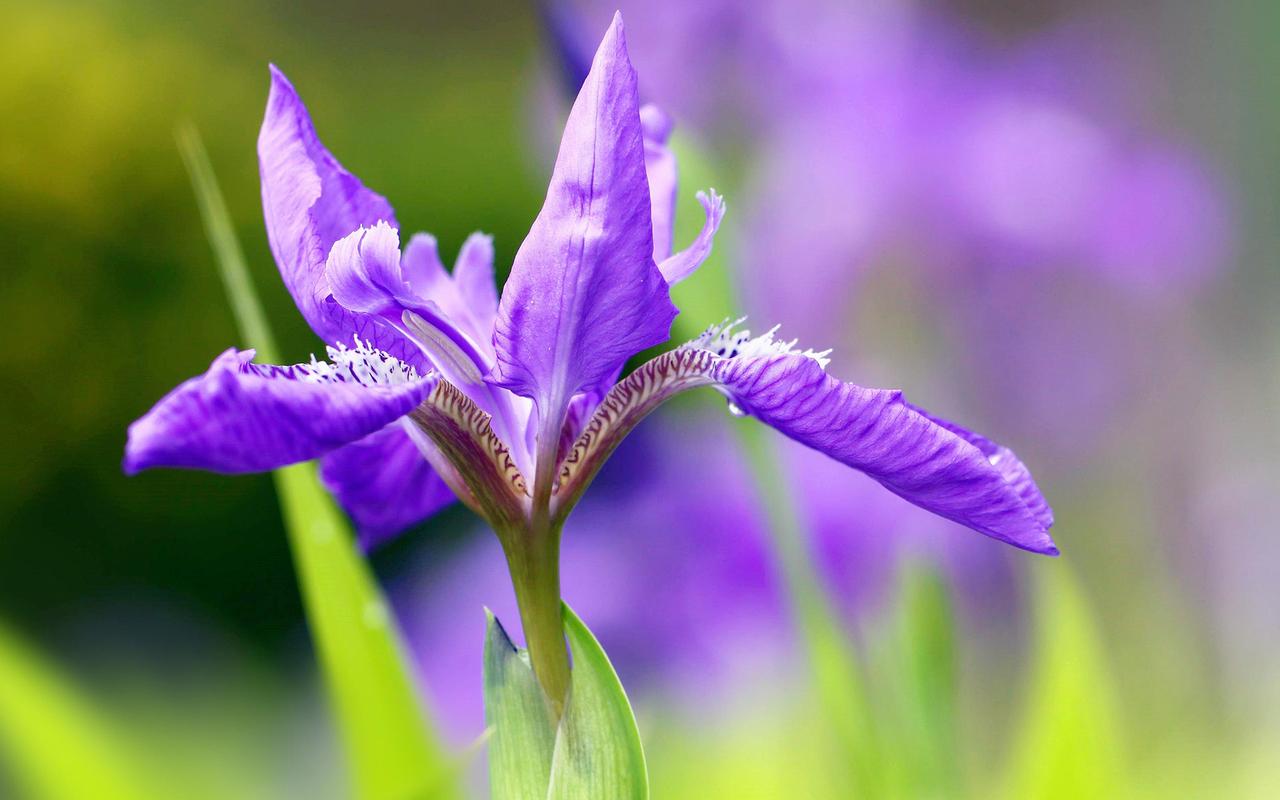 唯美紫色鸢尾花桌面壁纸