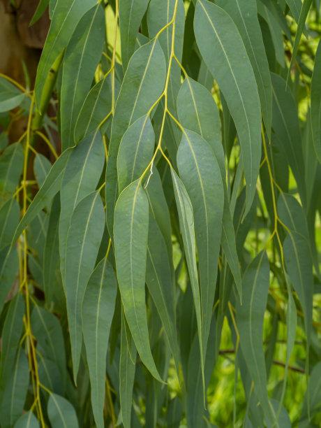 桉树,特写,叶子,热带气候,灰色,环境,泰国,树干,植物,户外