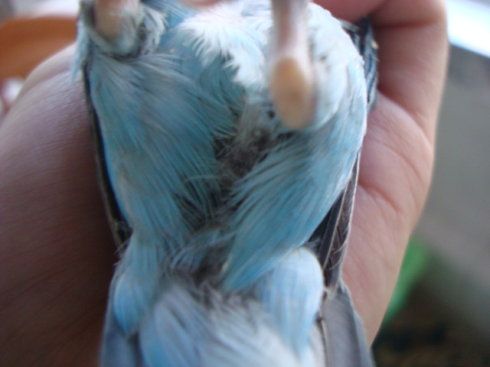 [转载]教你怎样在鸟市挑选健康牡丹鹦鹉(原创)