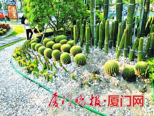 社会 正文 仙人掌被盗走后,该节点位置露出缺口.