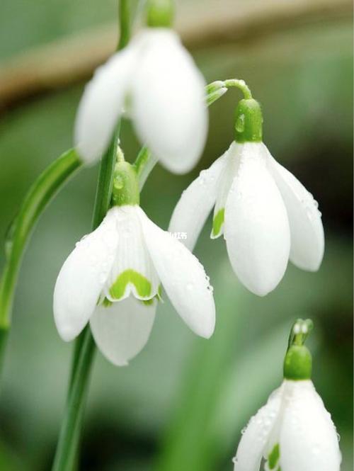 雪滴花_花_家居家装_家居装饰