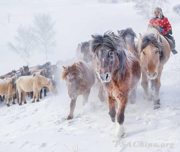 甘永安旅游组自由主题psa金牌作品:《跋涉》trudge