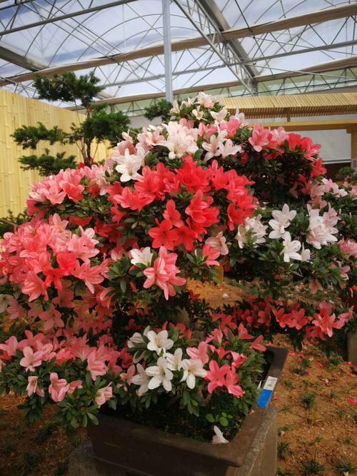 大连百合农场的杜鹃花盛开了