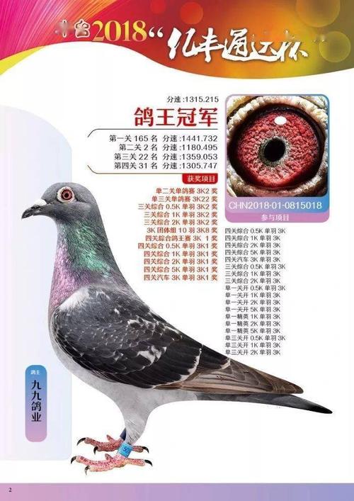 丰台特比鸽王冠军