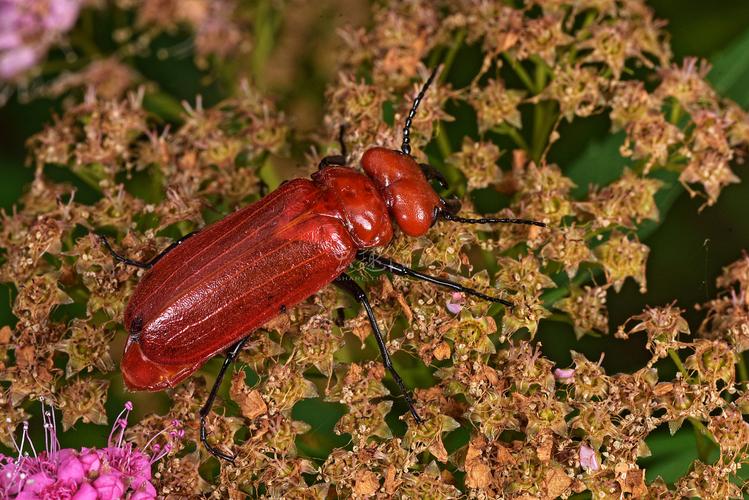 大红芫菁 cissites cephalotes (olivier, 1795)