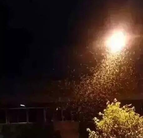 成群的"涨水蚊蚊儿"登堂入室, 家中墙角,窗台,衣物,还有树木,电缆无