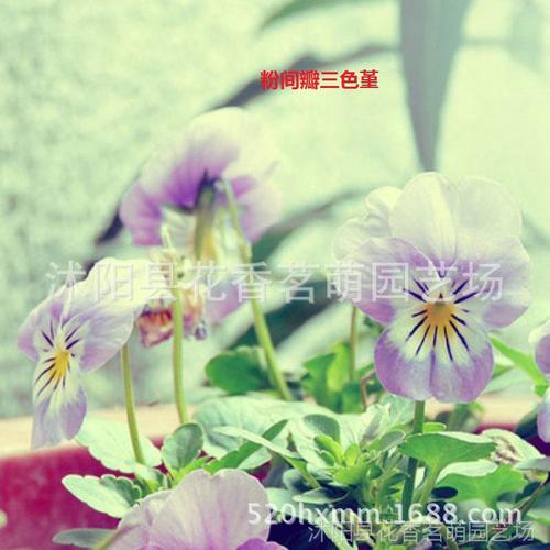 三色堇花种子 七彩三色堇花卉种子 蝴蝶花 猫儿脸花籽100粒
