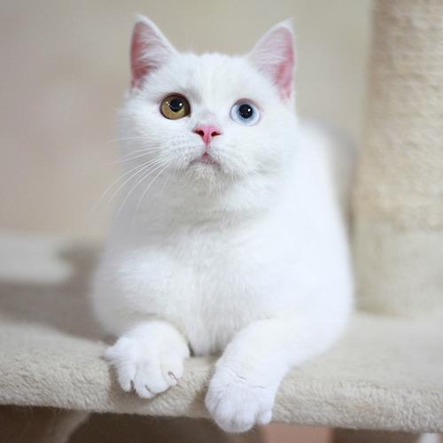 家养可爱萌宠 纯种英短纯白异瞳鸳鸯眼英国短毛猫宠物猫咪活体_7折