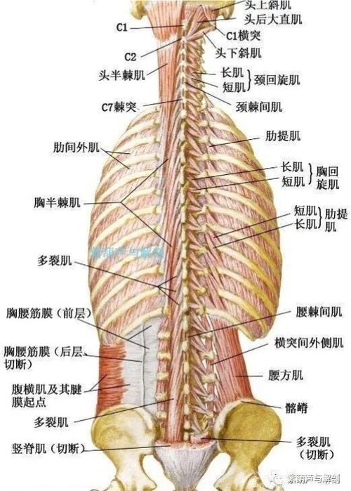 背部相关肌肉