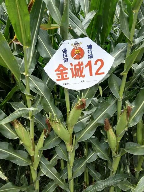 其它 【农业种子】中国种业玉米抗倒新领袖 写美篇金诚12突出特点一