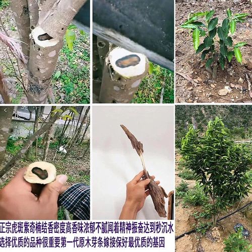 奇楠沉香树 正宗紫奇楠苗虎斑奇楠品种名贵沉香奇楠苗紫棋楠嫁接树苗