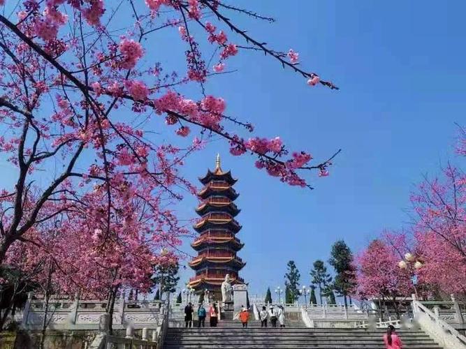 宣威玉泉山公园——樱花大道