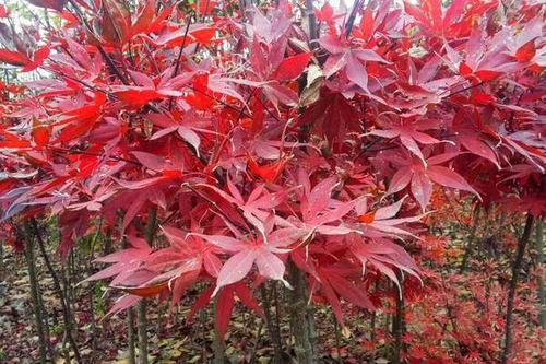 0/棵 日本红枫  三季红红枫常年红300天左右,红枫之中颜色不变的品种.