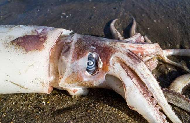 巨型鱿鱼的形态特征