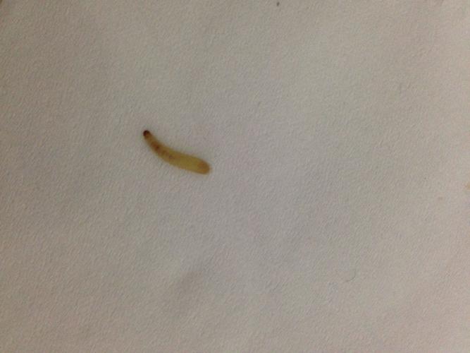 的慎点:最近经常在家里的墙上发现这种虫子,不知道是什么东西的幼虫?