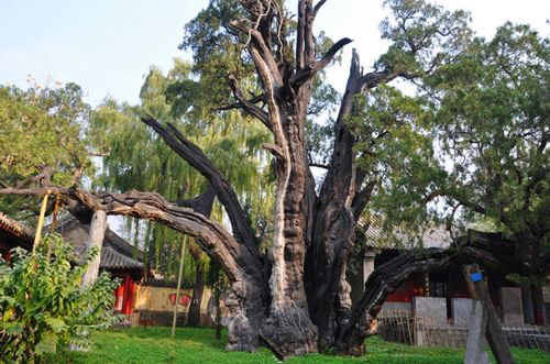摘载:"妞妞女士"·嵩阳书院——祖饪初