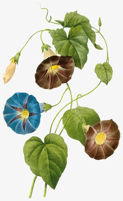 彩绘喇叭花青藤藤蔓
