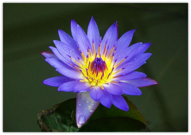 赏花:蓝睡莲