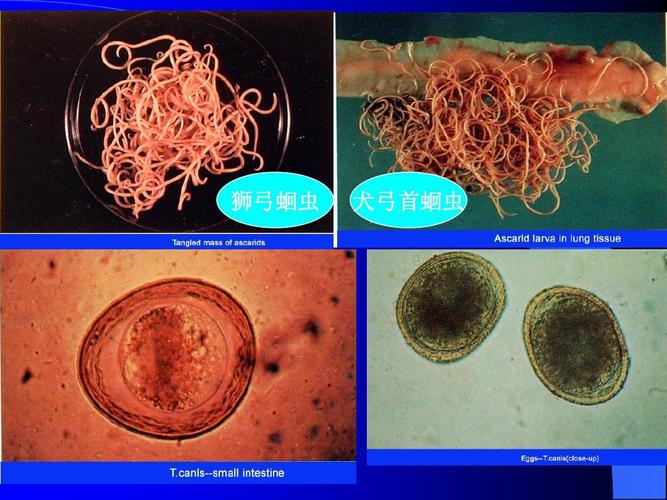 狮弓蛔虫 犬弓首蛔虫