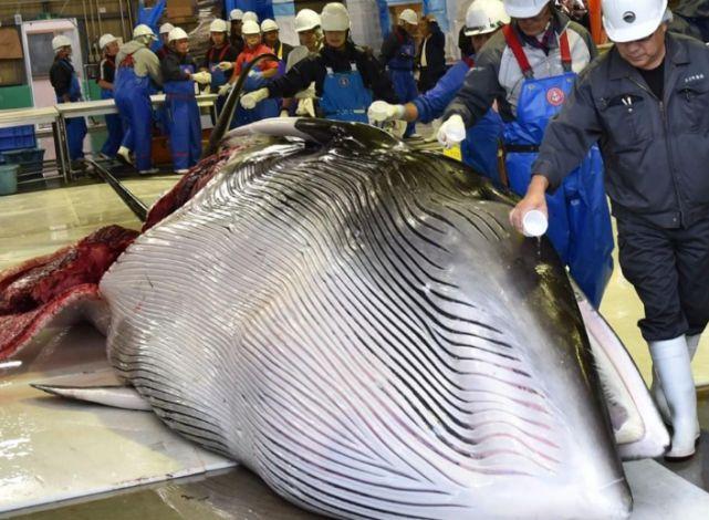 尤其是保护动物的协会,一再制止日本捕杀鲸鱼