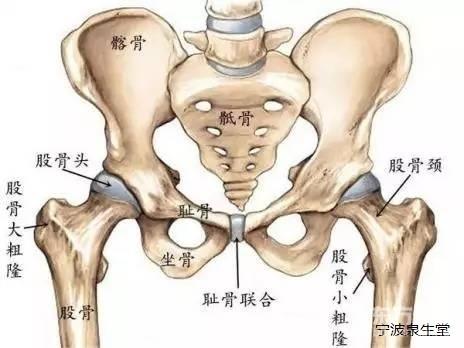 髋关节的运动,韧带和肌肉——宁波整脊
