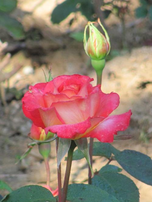 月季牡丹,莲花.荷花.春夏赏花品种